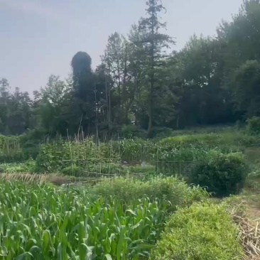 山林地出租