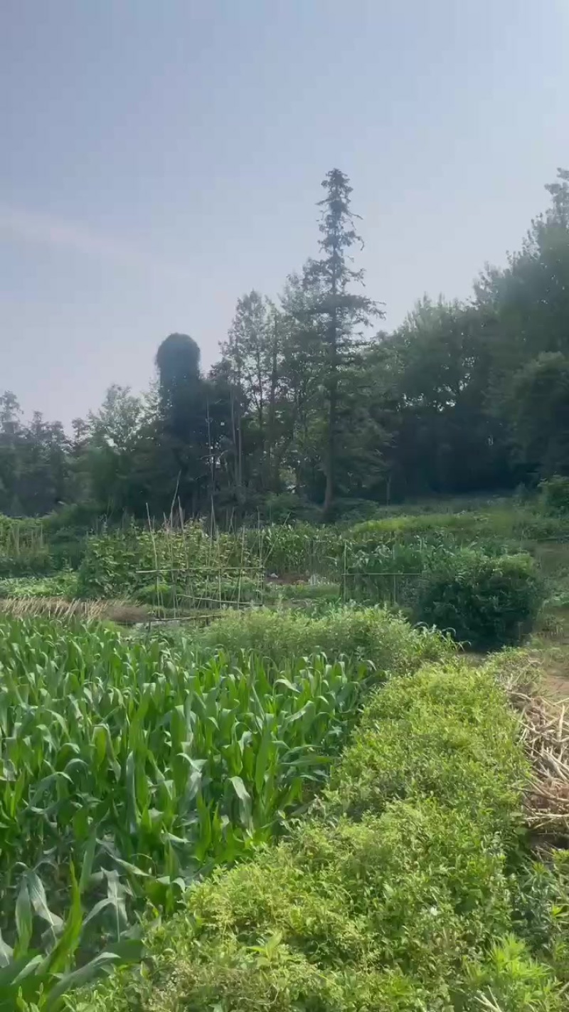 山林地出租