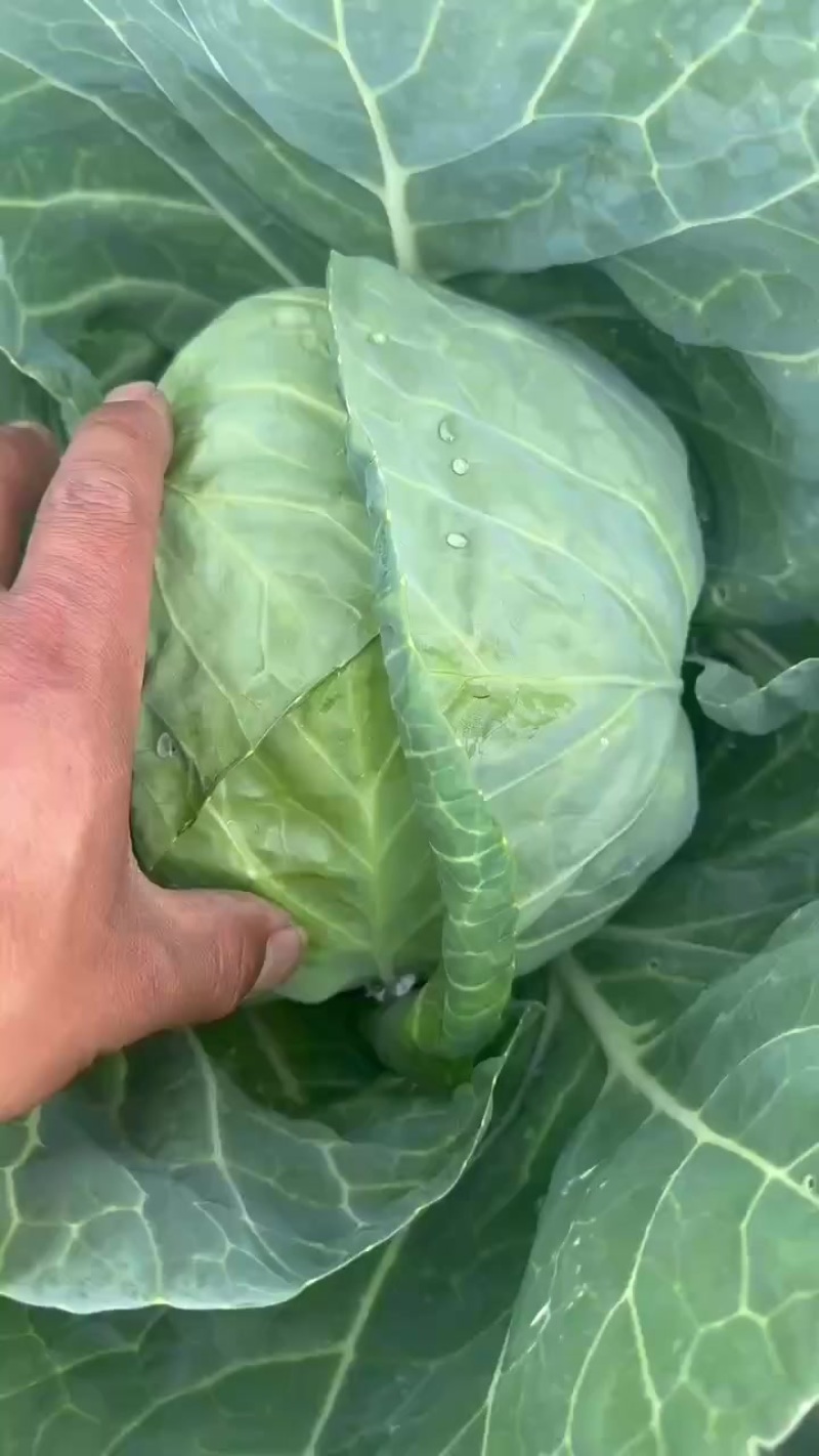 茴子白