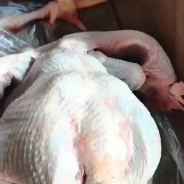 母鸡