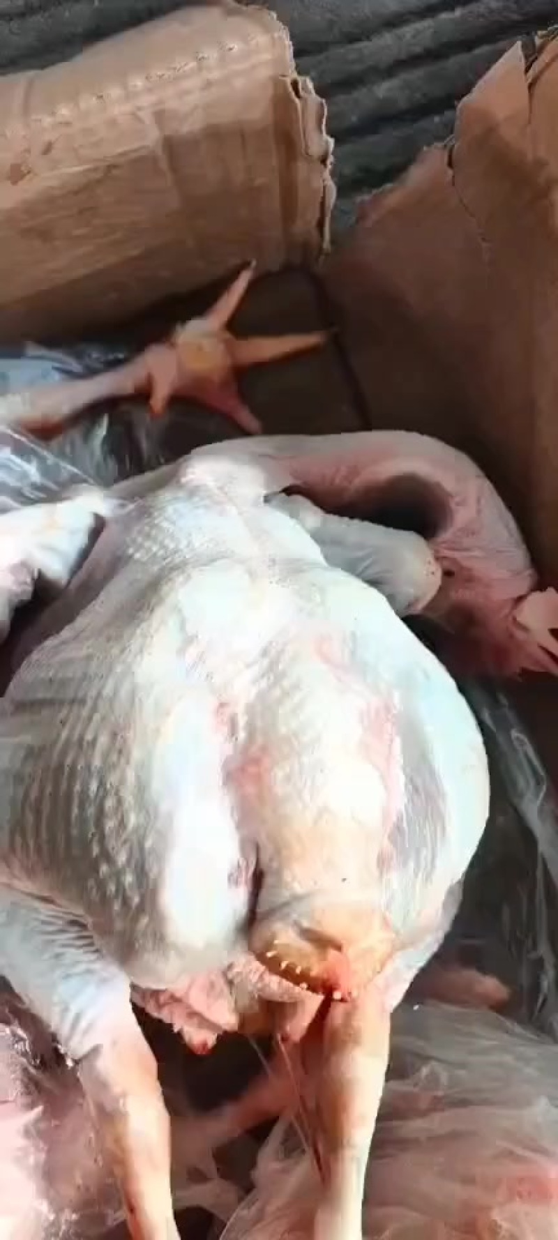 母鸡