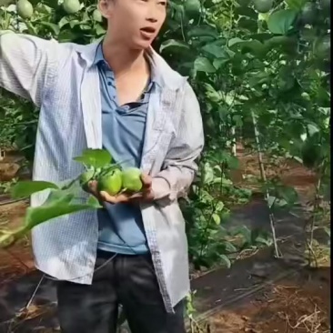 精品果，统果，电商果