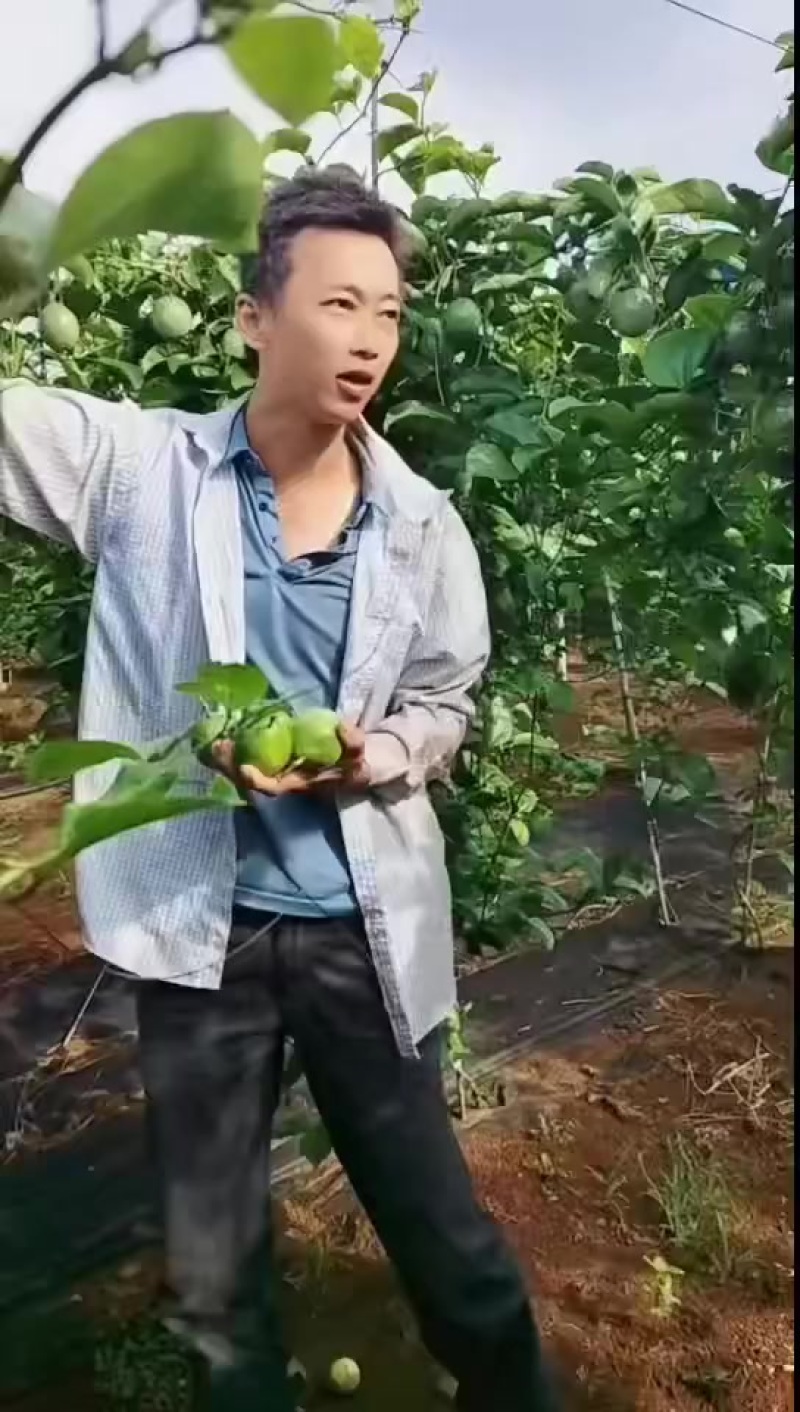 精品果，统果，电商果