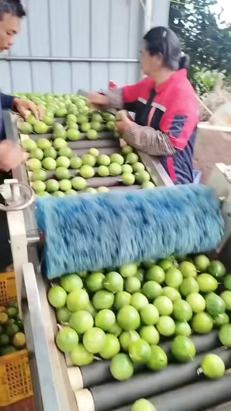 精品果，统果，电商果