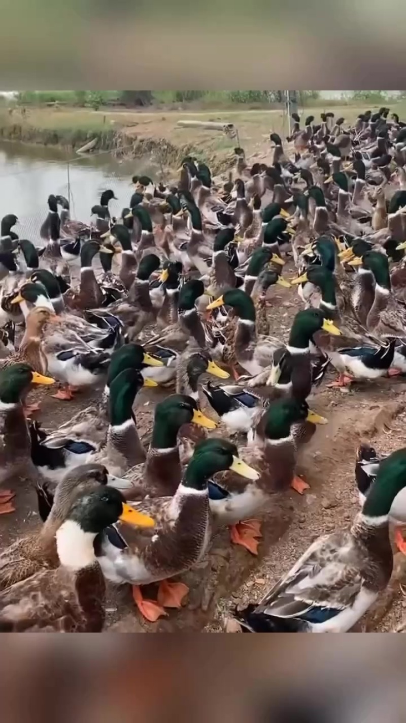 大青头