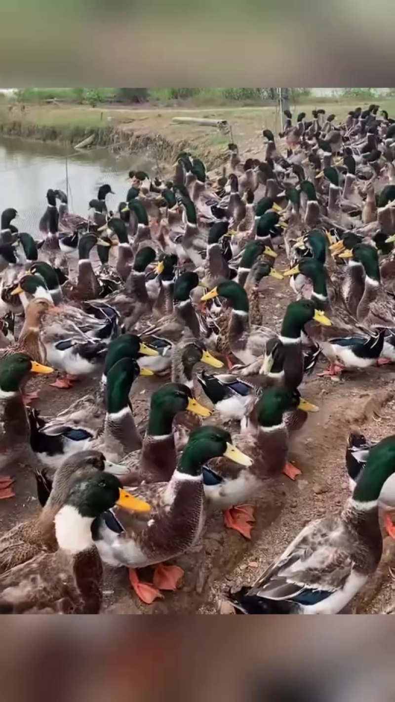 大青头