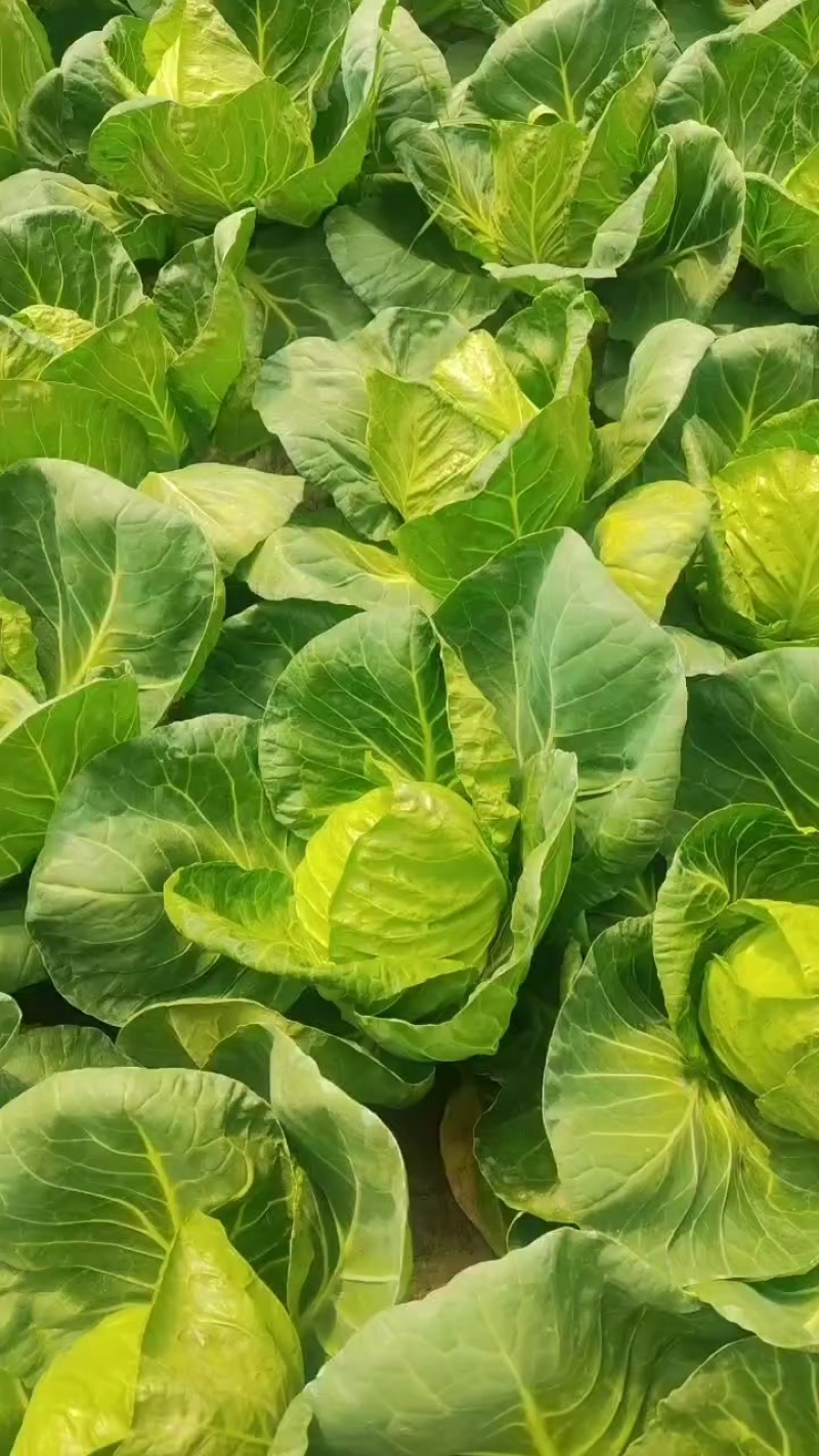 现有甘蓝二至三亩地有想耍到的老板联系