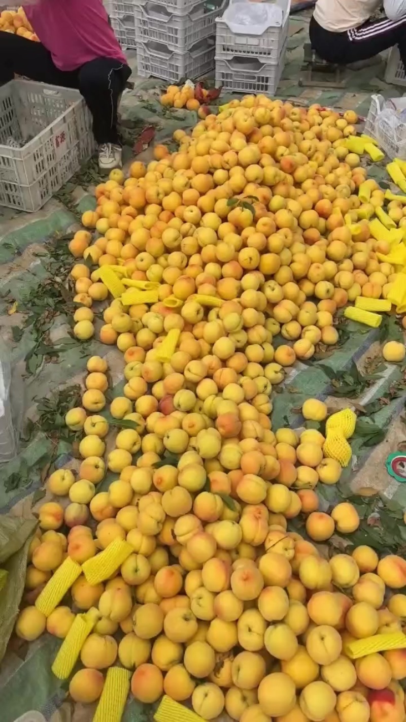 湖北襄阳产区油桃毛桃黄桃大吨位供货对接各大商超电商社区