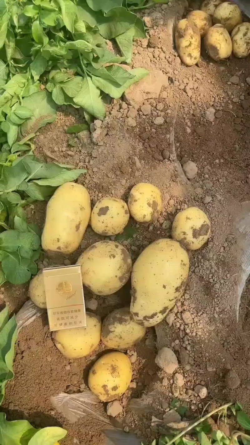 凌海冷棚土豆3两通天大量走货中