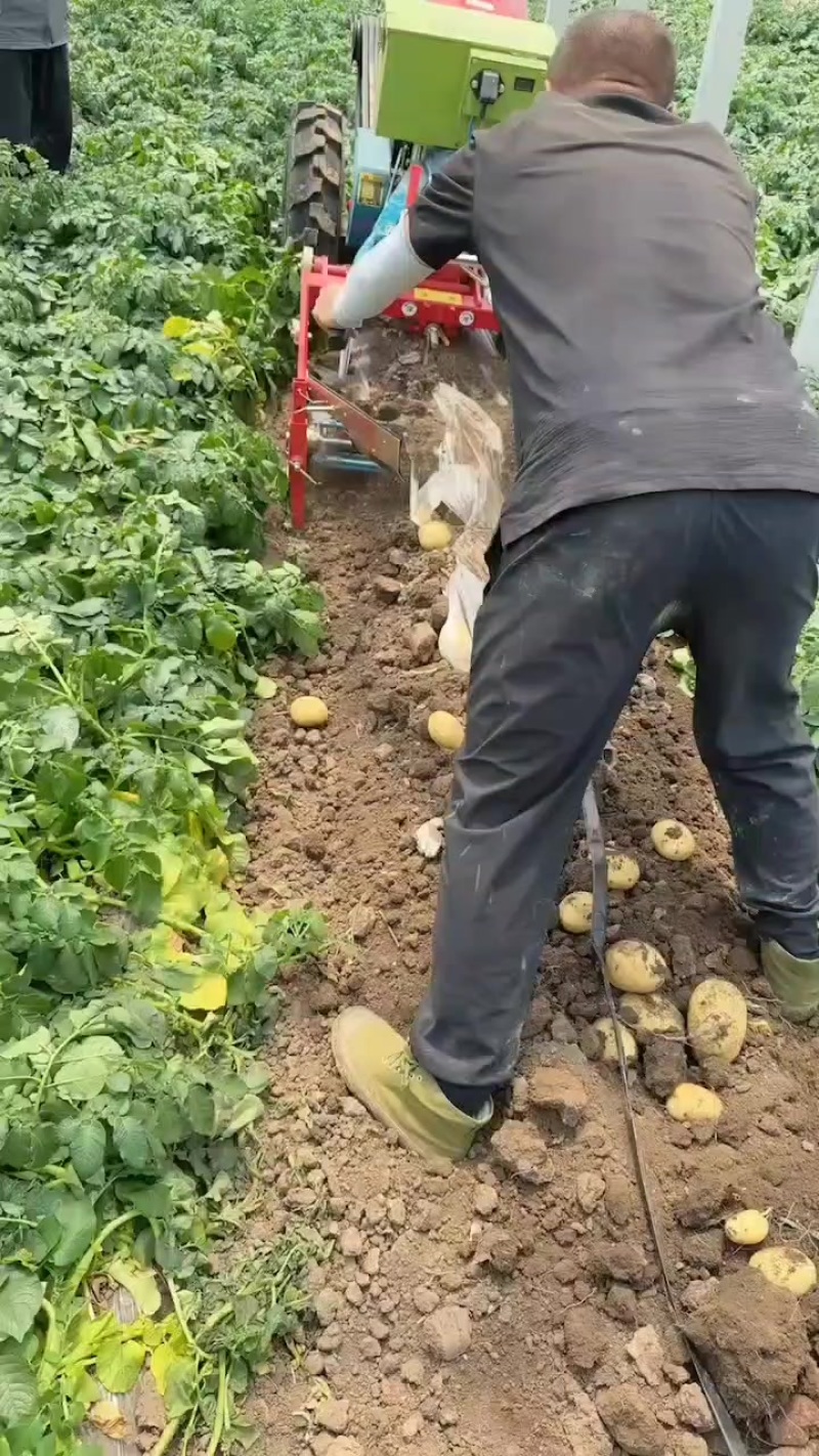 凌海冷棚土豆3两通天大量走货中