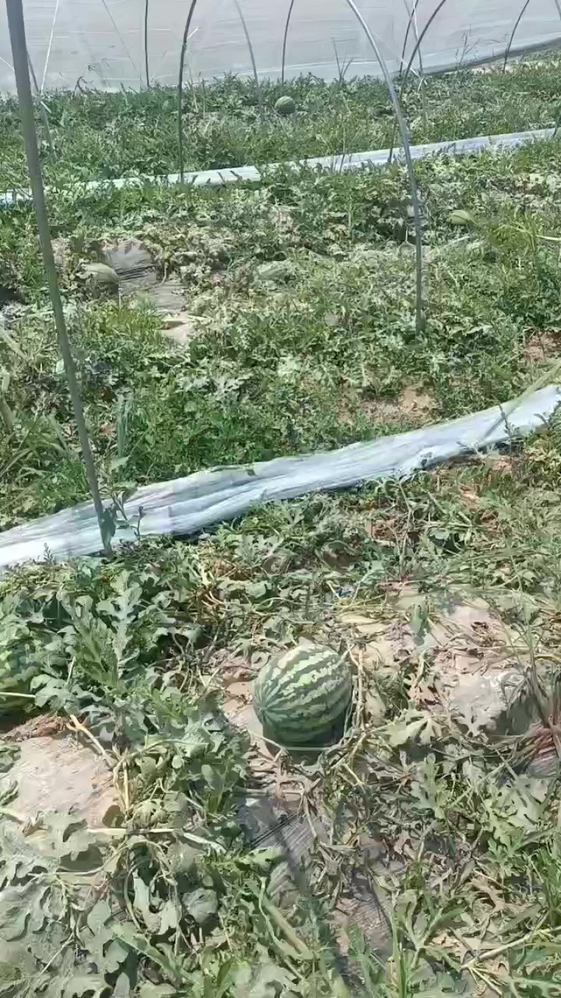 甜王西瓜