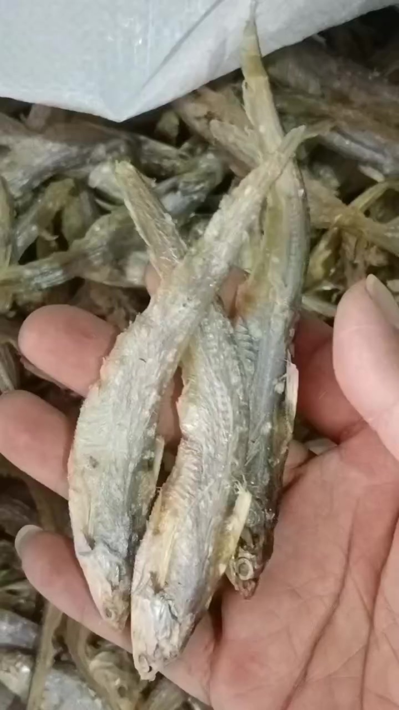 毛刀鱼