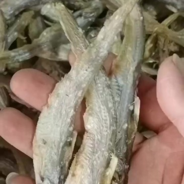 毛刀鱼