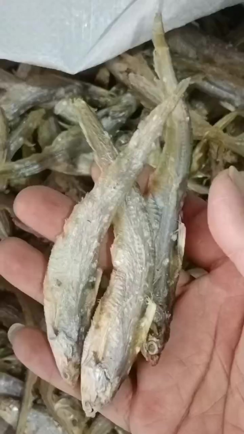 毛刀鱼