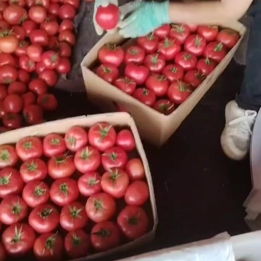 西红柿