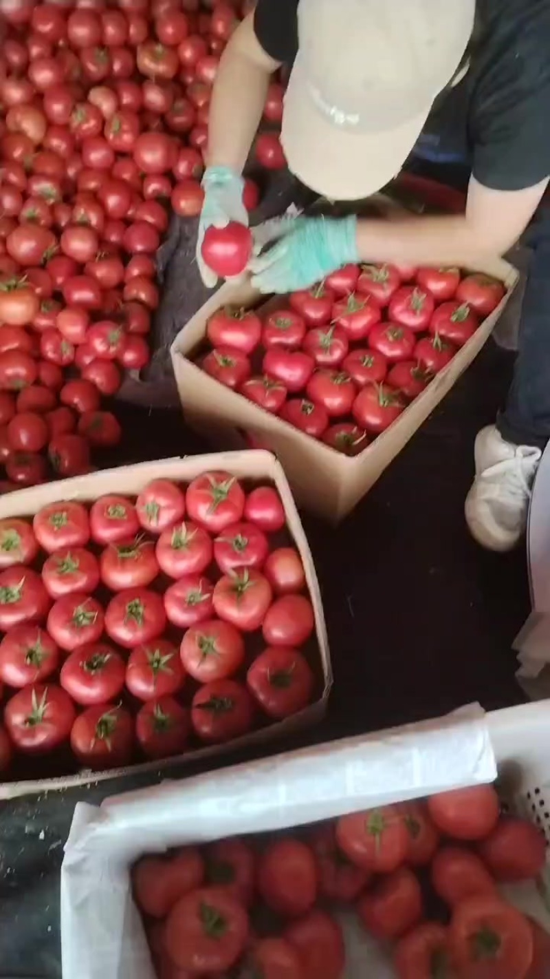 西红柿
