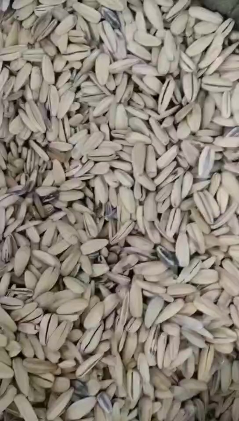 过期瓜子，色选瓜子