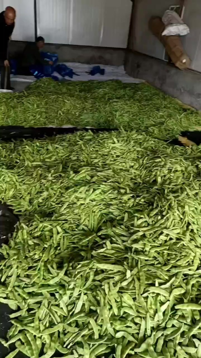 大量出售油豆角