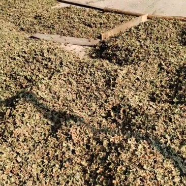 柿蒂，新货，干，绿