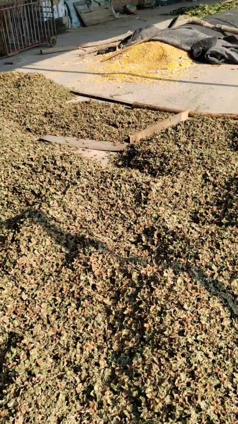 柿蒂，新货，干，绿