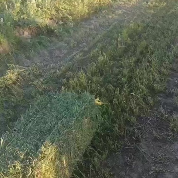 苜蓿