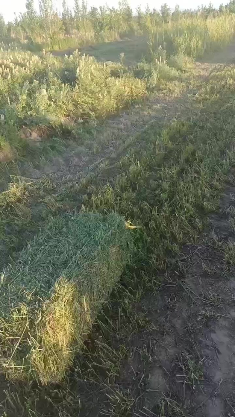 苜蓿