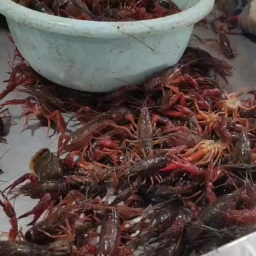 精品龙虾