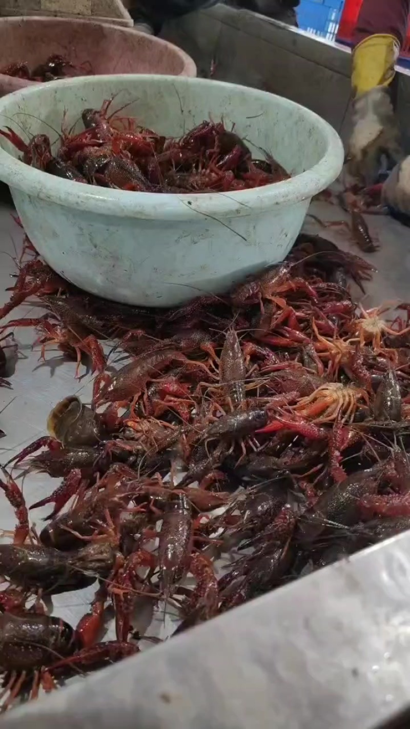 精品龙虾
