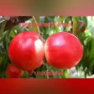 中油18中油19大量上市中！产地直采！