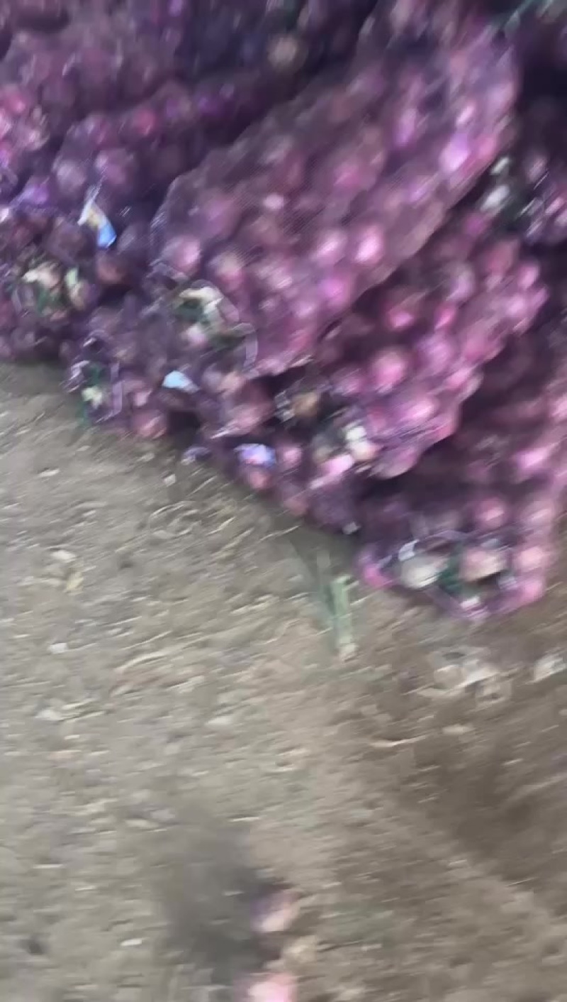 洋葱