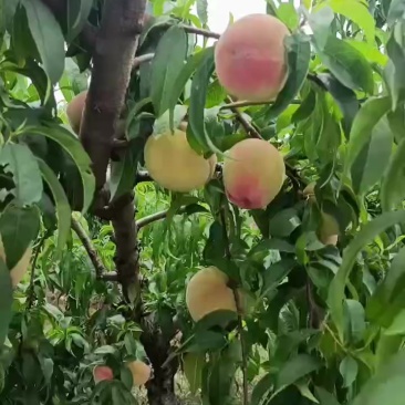 突围大量上市，果园直发，脆甜可口，口感非常好