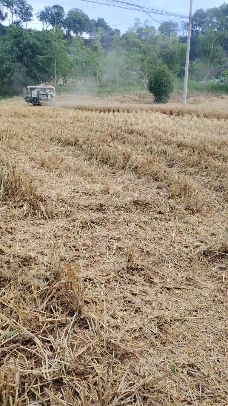 出售小麦