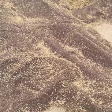 河北衡水油菜籽