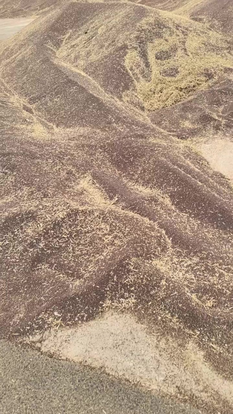 河北衡水油菜籽