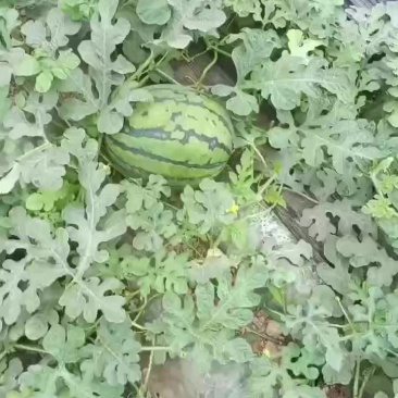 精品甜王