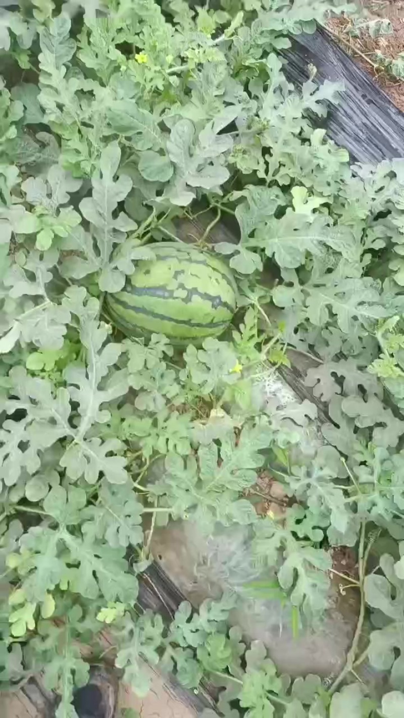 精品甜王