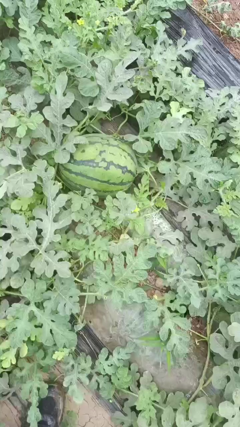 精品甜王