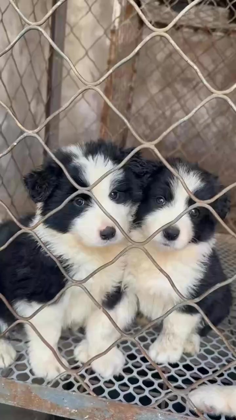 边牧