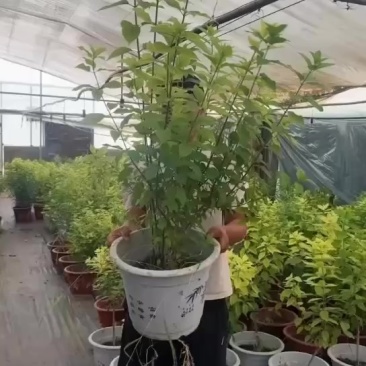处理欧洲木绣球