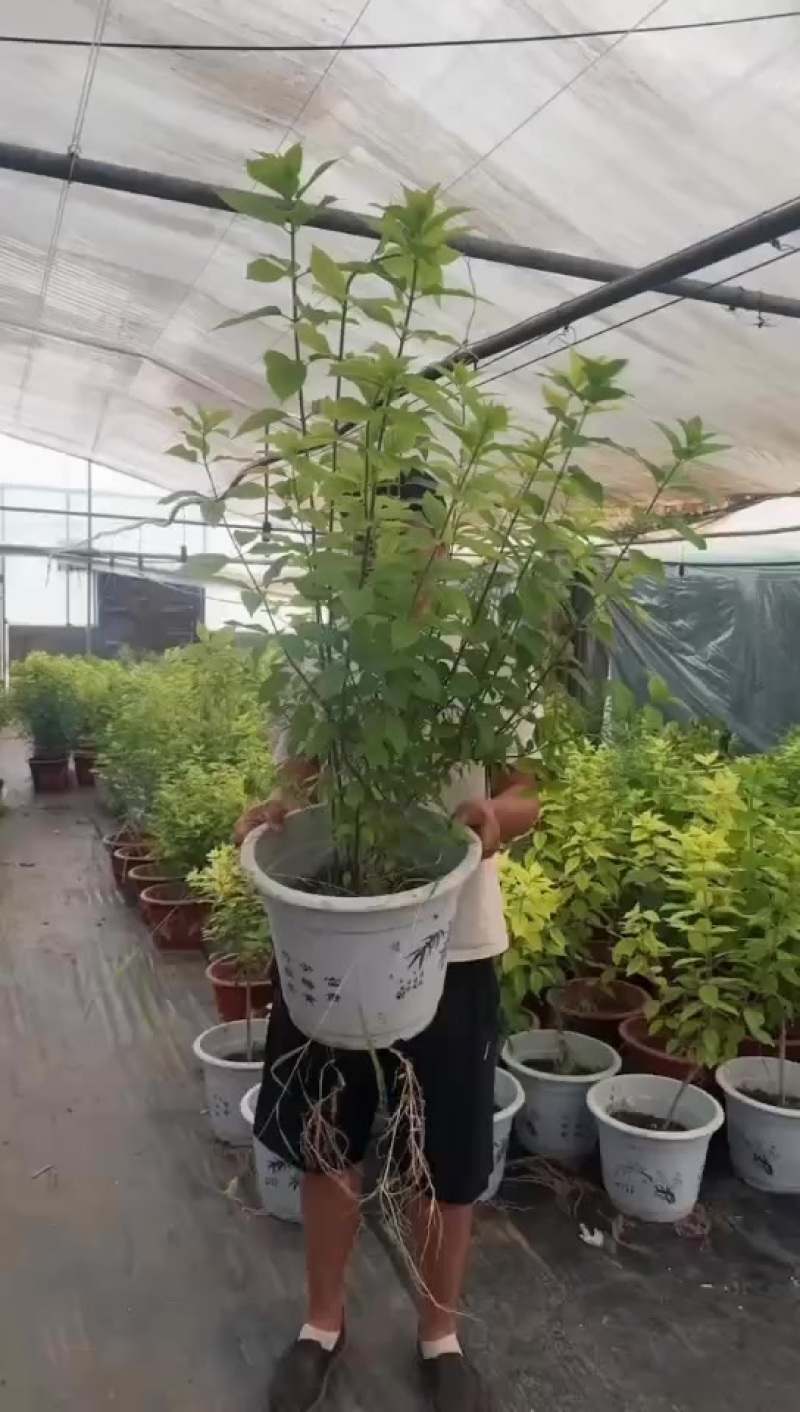 处理欧洲木绣球