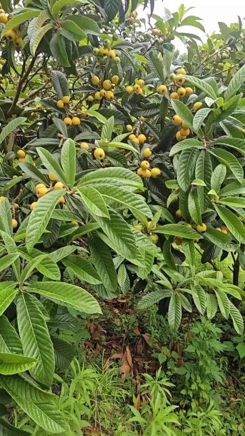 枇杷