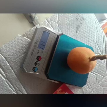 枇杷车厘子急售