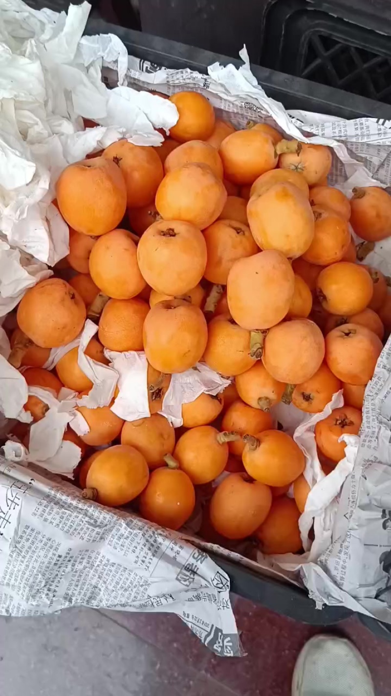 枇杷车厘子急售