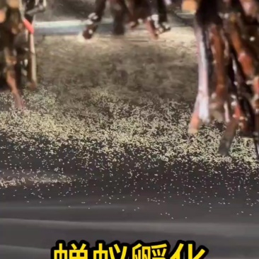 蝉蚁批发蝉苗金蝉养殖基地园林果园苗圃可种植
