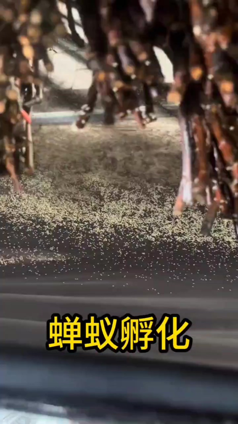 蝉蚁批发蝉苗金蝉养殖基地园林果园苗圃可种植