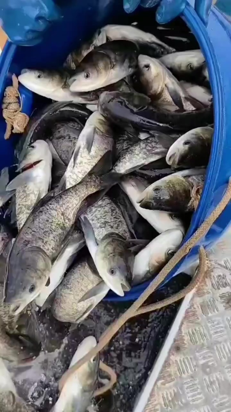 精品青鱼
