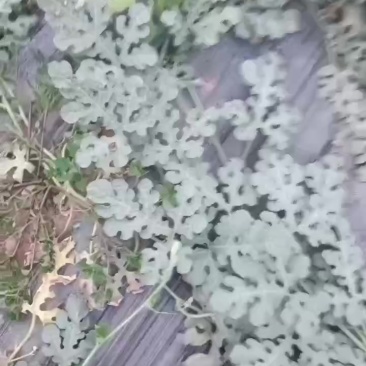 甜王
