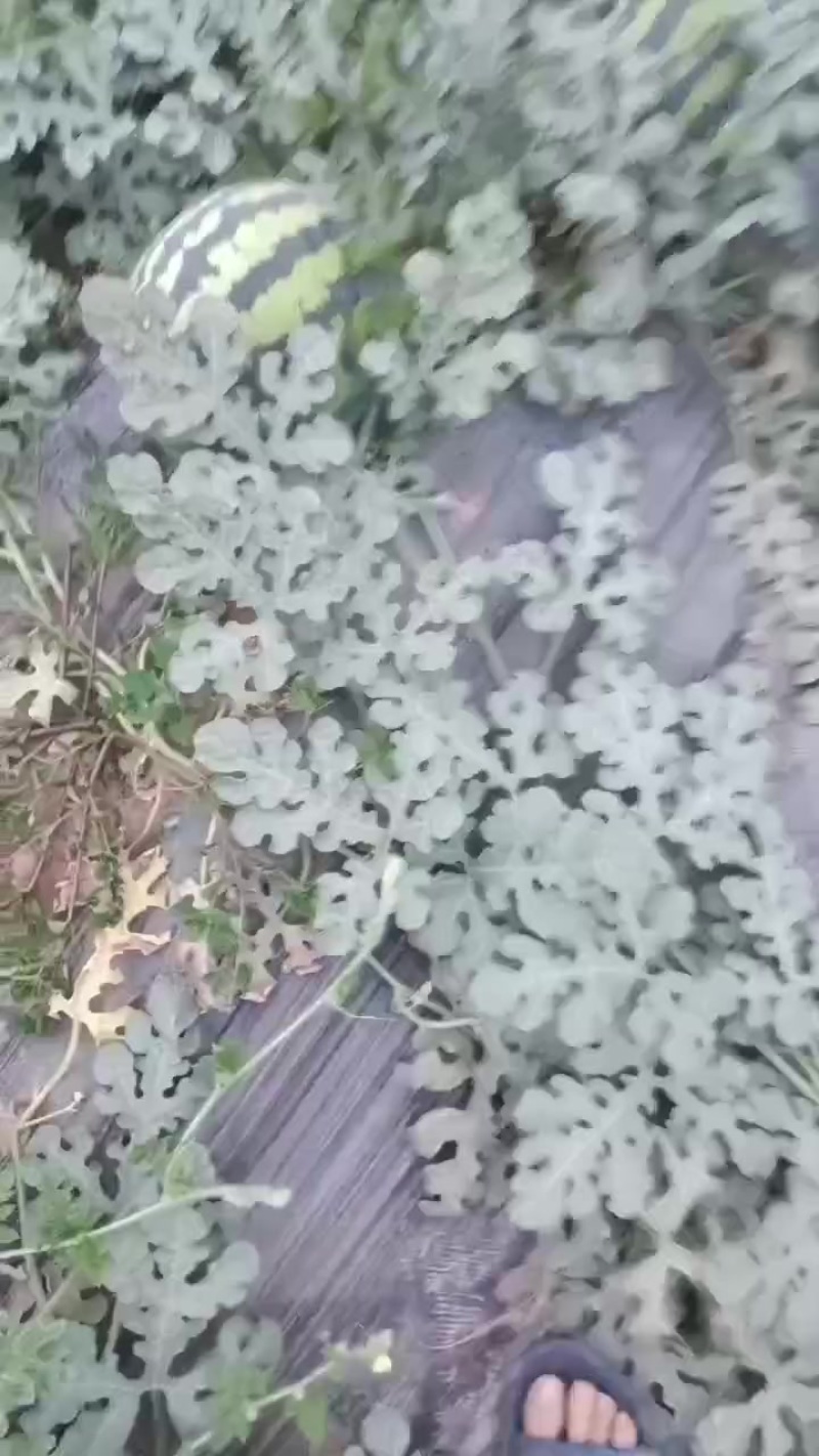 甜王