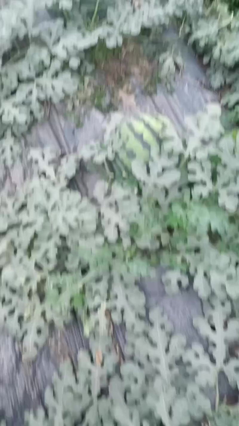 甜王