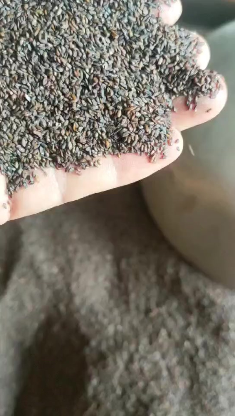 大量出售车前子